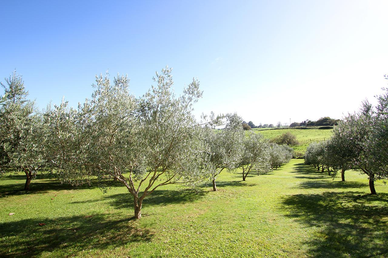 Ohaupo Olives Bed and Breakfast Buitenkant foto